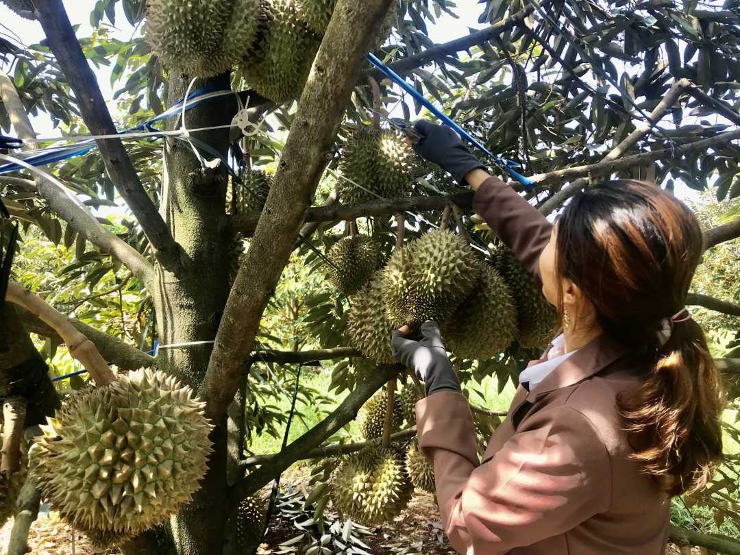 Quy trình canh tác sầu riêng bền vững, bảo đảm an toàn thực phẩm