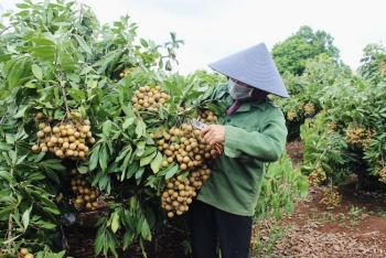 Mùa nhãn bội thu, mở hướng làm giàu từ vùng đồi xứ Nghệ