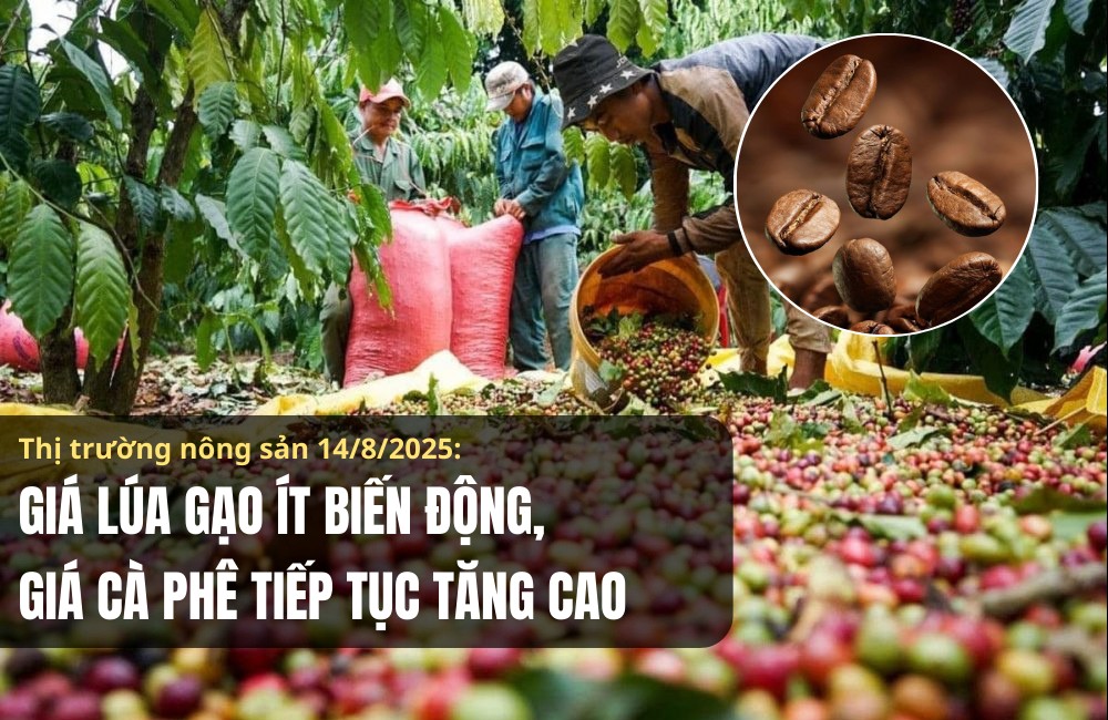Thị trường nông sản 14/8/2025: Giá lúa gạo ít biến động, cà phê tiếp tục tăng cao