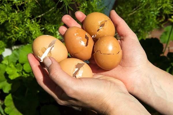 Phương pháp ủ phân hữu cơ tại nhà nhà từ trứng, sữa, cám gạo