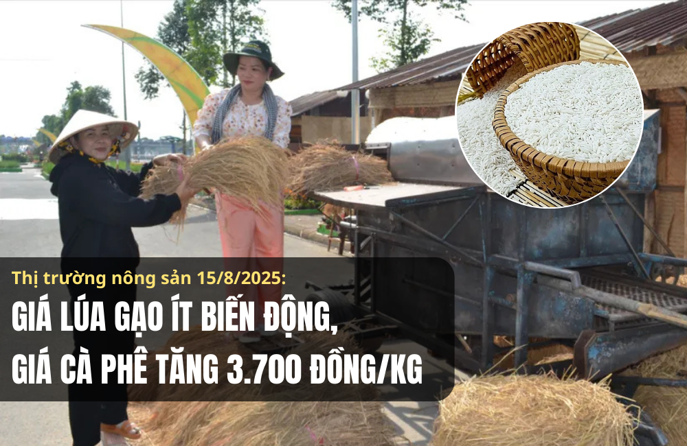 Thị trường nông sản 15/8/2025: Giá lúa gạo ít biến động, cà phê tăng 3.700 đồng/kg