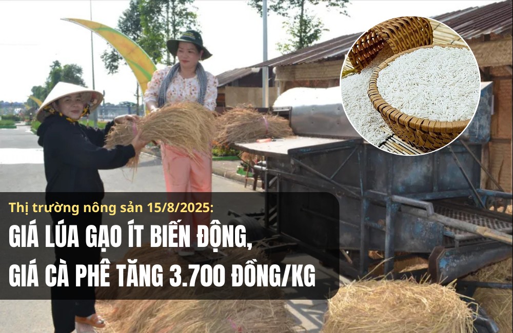 Thị trường nông sản 15/8/2025: Giá lúa gạo ít biến động, cà phê tăng 3.700 đồng/kg