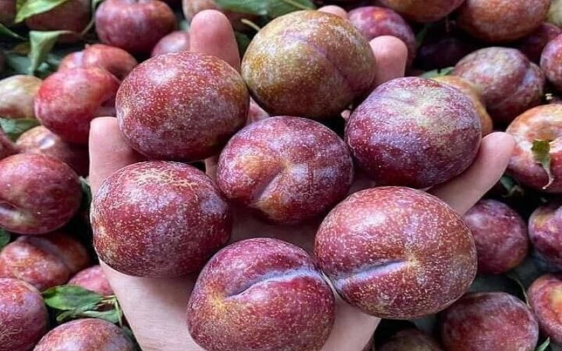 Mận Hậu Mộc Châu (Sơn La): Vị ngọt lịm của cao nguyên