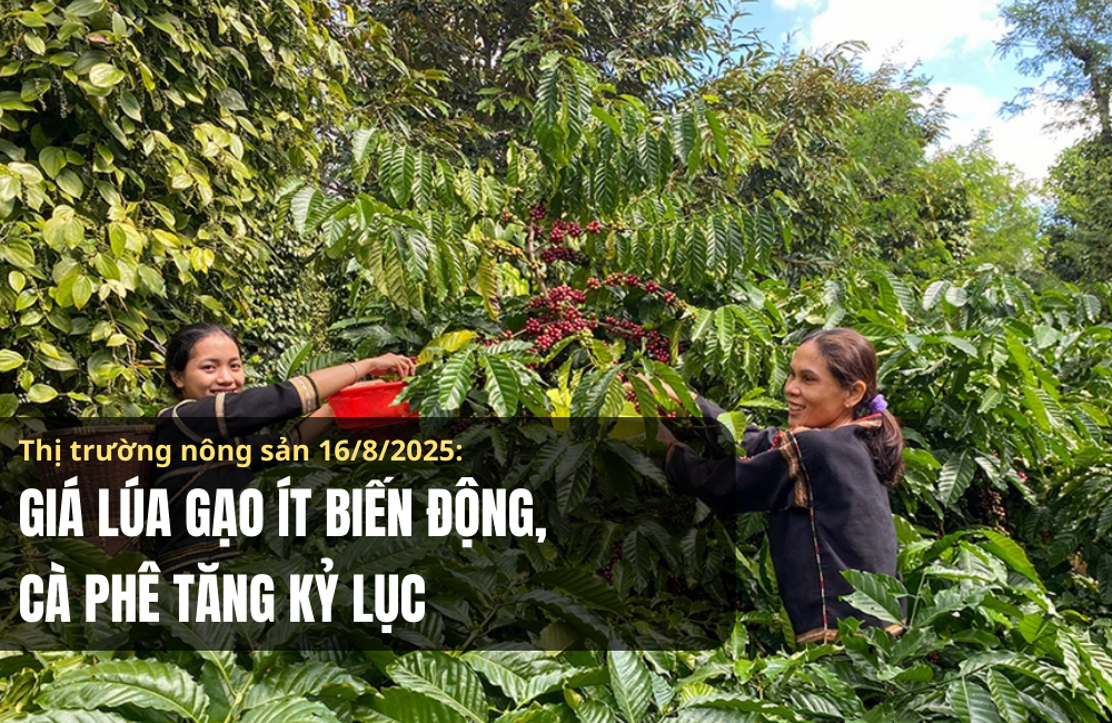 Thị trường nông sản 16/8/2025: Giá lúa gạo ít biến động, cà phê tăng kỷ lục
