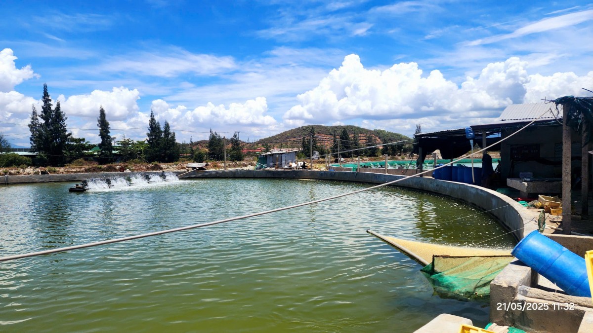 Một số giải pháp để phát triển nghề nuôi ốc hương tại Huế