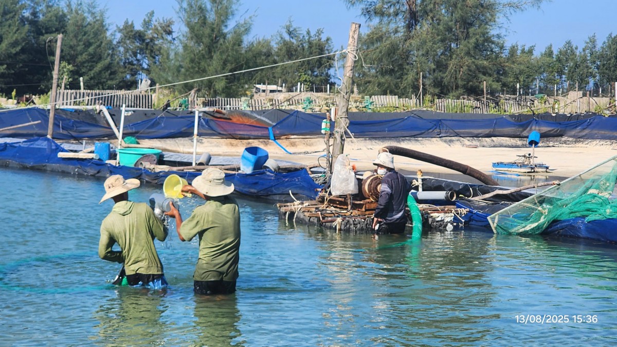 Một số giải pháp để phát triển nghề nuôi ốc hương tại Huế