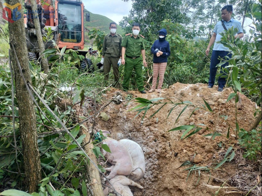 Quảng Ninh: Tăng cường phòng chống, không chủ quan với dịch tả lợn châu Phi