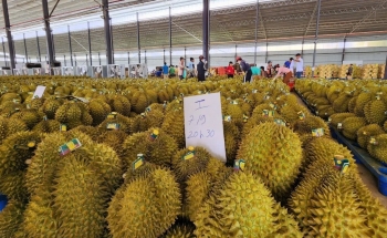 Triển khai đồng bộ giải pháp phát triển bền vững ngành hàng sầu riêng