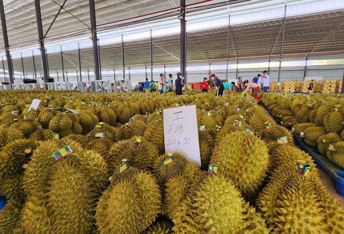 Triển khai đồng bộ giải pháp phát triển bền vững ngành hàng sầu riêng