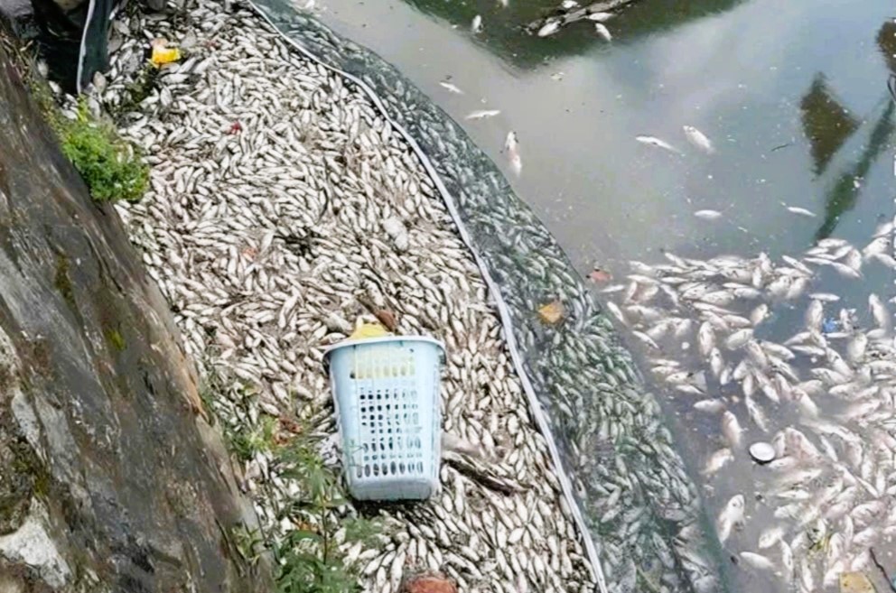 Cá chết hàng loạt, nổi trắng ở hào thành cổ Vinh