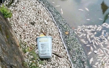 Cá chết hàng loạt, nổi trắng ở hào thành cổ Vinh