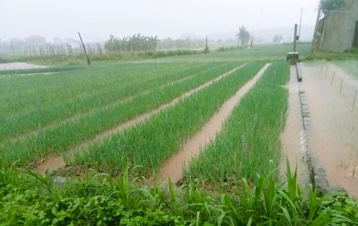 Nghệ An: Mưa lớn, hàng trăm héc-ta rau màu ngập úng, đứng trước nguy cơ mất trắng