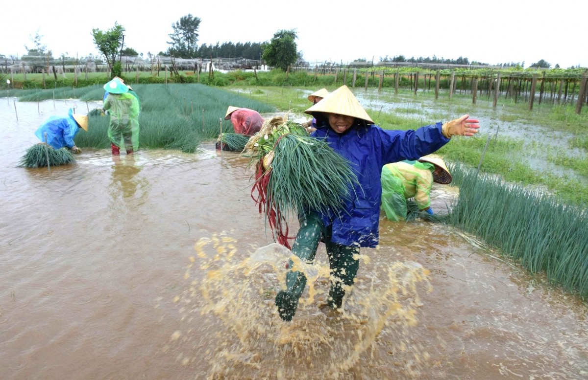 Nghệ An: Mưa lớn, hàng trăm héc-ta rau màu ngập úng, đứng trước nguy cơ mất trắng
