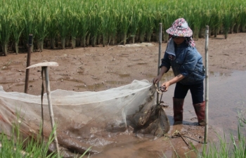 Cua, Cáy, ở làng quê Việt Nam: Từ bình dân đến đặc sản
