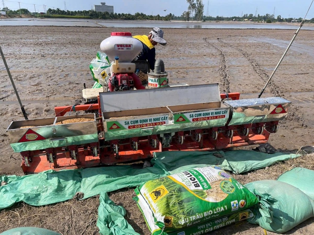 Sử dụng hiệu quả phân bón Đầu Trâu Bio-Canxi trong sản xuất lúa bền vững
