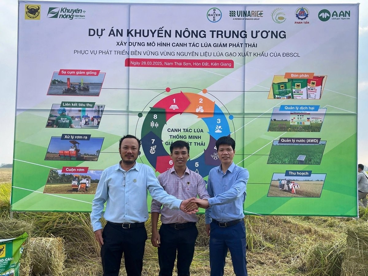 Sử dụng hiệu quả phân bón Đầu Trâu Bio-Canxi trong sản xuất lúa bền vững