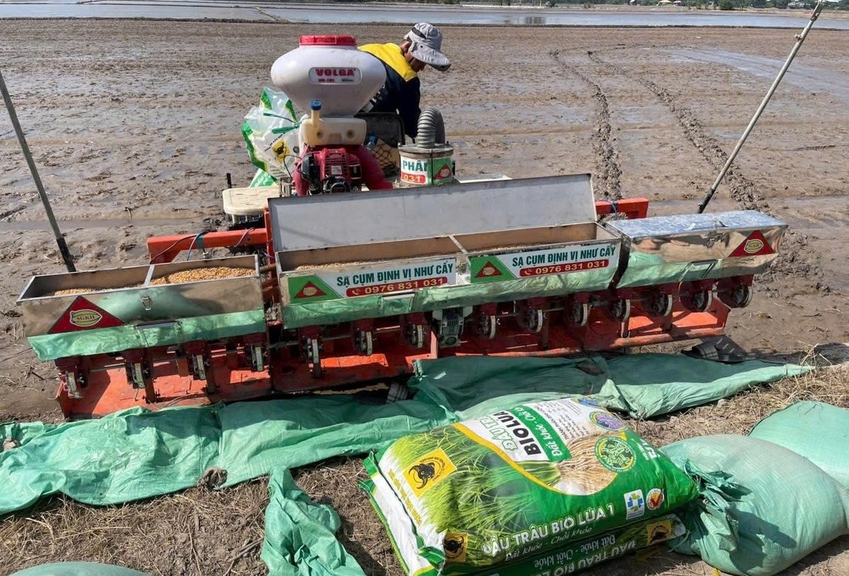 Sử dụng hiệu quả phân bón Đầu Trâu Bio-Canxi trong sản xuất lúa bền vững