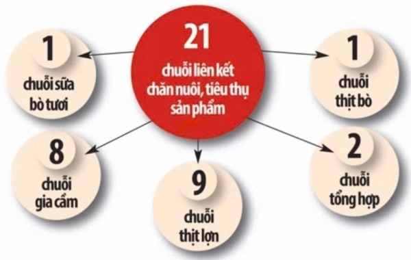 Phát huy hiệu quả chuỗi liên kết trong chăn nuôi