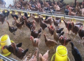 Đồng Nai hướng tới thủ phủ chăn nuôi công nghiệp hiện đại