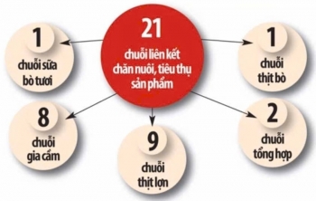 Phát huy hiệu quả chuỗi liên kết trong chăn nuôi