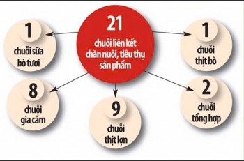 Phát huy hiệu quả chuỗi liên kết trong chăn nuôi