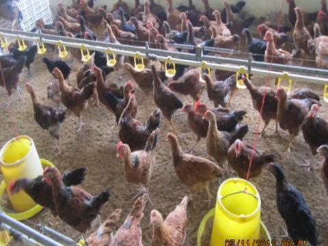 Đồng Nai hướng tới thủ phủ chăn nuôi công nghiệp hiện đại