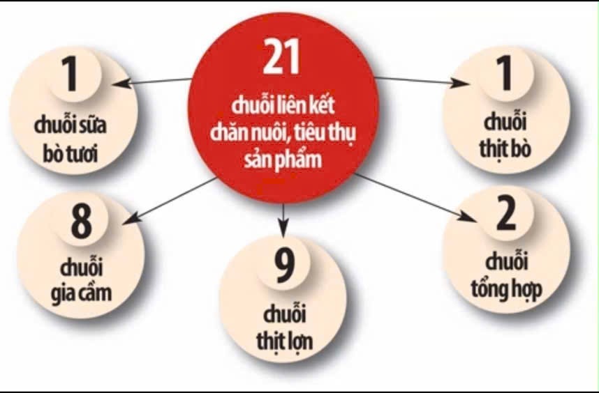 Phát huy hiệu quả chuỗi liên kết trong chăn nuôi