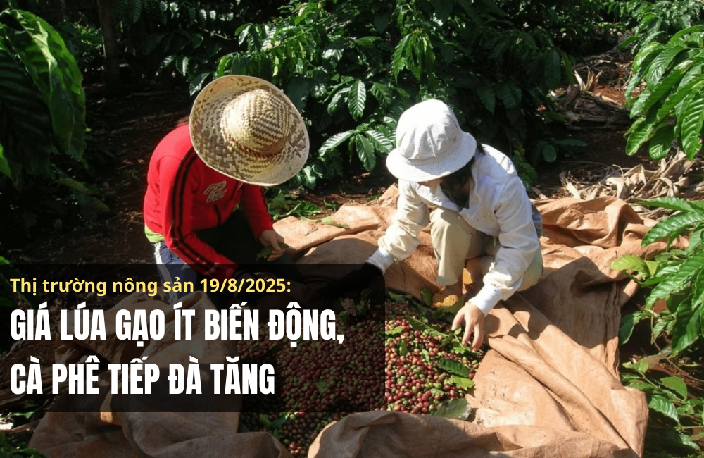 Thị trường nông sản 19/8/2025: Giá lúa gạo ít biến động, cà phê tiếp đà tăng