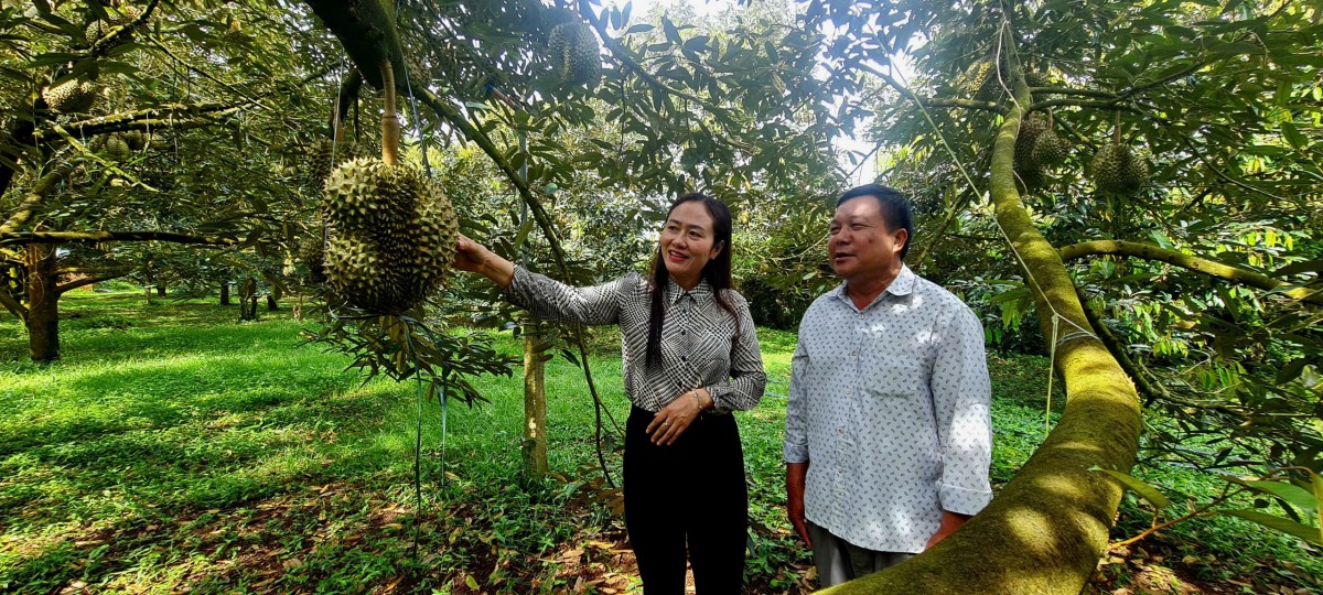 Đắk Lắk: Nữ Bí thư cùng bà con Buôn, làng livestream bán sầu riêng