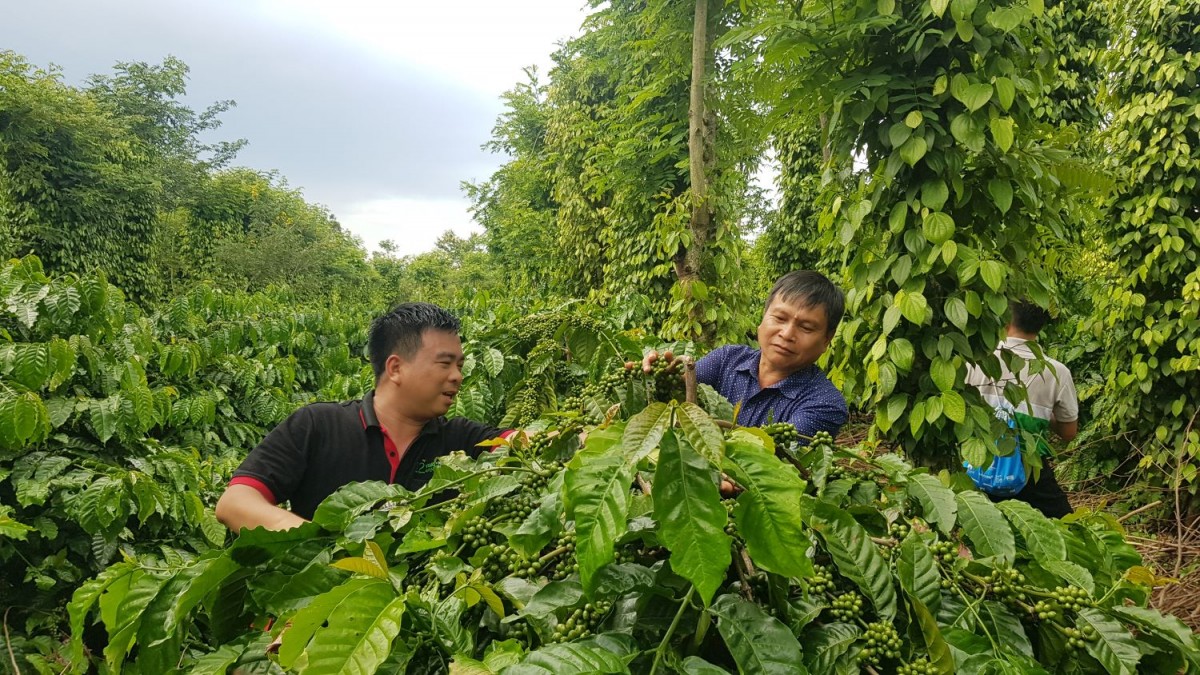 Chuyển đổi và kiến tạo tương lai xanh - Kỳ 5: Gỡ vướng pháp lý kiến tạo phát triển xanh