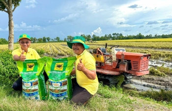 Đầu Trâu Bio-Canxi: Giải pháp canh tác lúa gạo bền vững, giảm phát thải