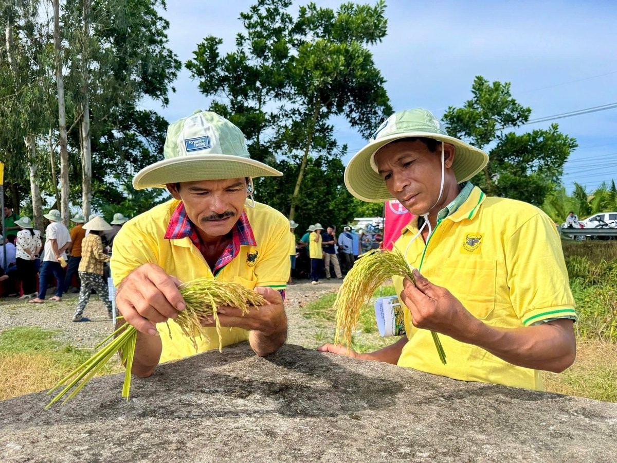 Đầu Trâu Bio-Canxi: Giải pháp canh tác lúa gạo bền vững, giảm phát thải