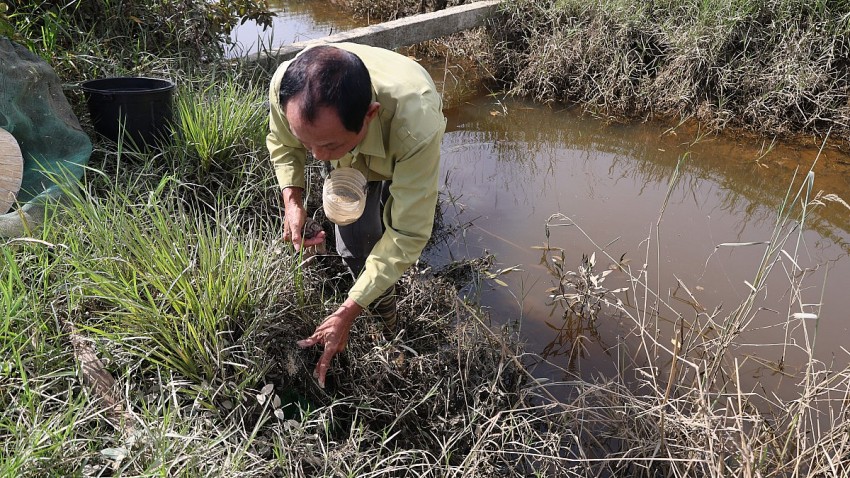Ông Lê Huy Điệp cho biết thời điểm thu hoạch cáy là từ 3 giờ sáng đến 6 giờ sáng hàng ngày. 