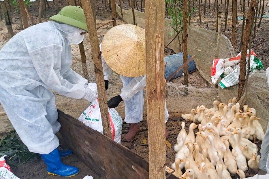 Nghệ An: Xuất hiện nhiều ổ dịch H5N1, tiêu hủy gần 10.000 con gia cầm