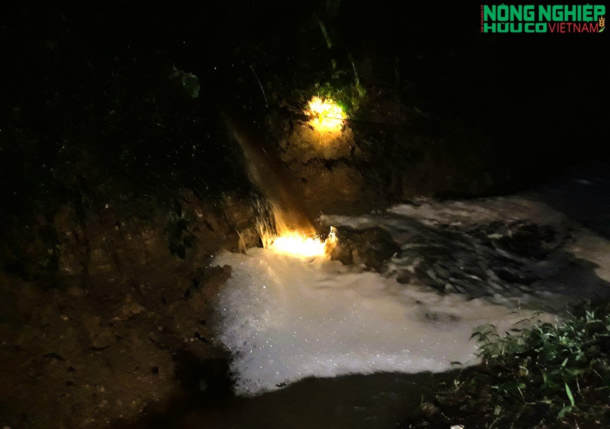 Nghệ An: Người dân bắt quả tang trại lợn xả thải trong đêm