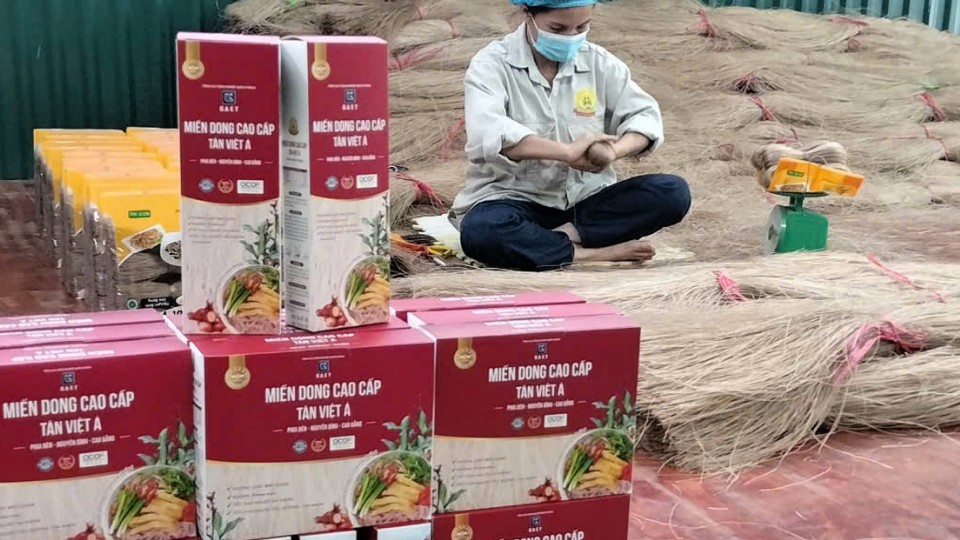 Miến dong Tân Việt Á vươn ra “biển lớn”
