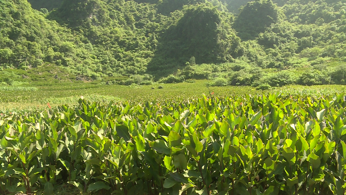 Miến dong Tân Việt Á vươn ra “biển lớn”