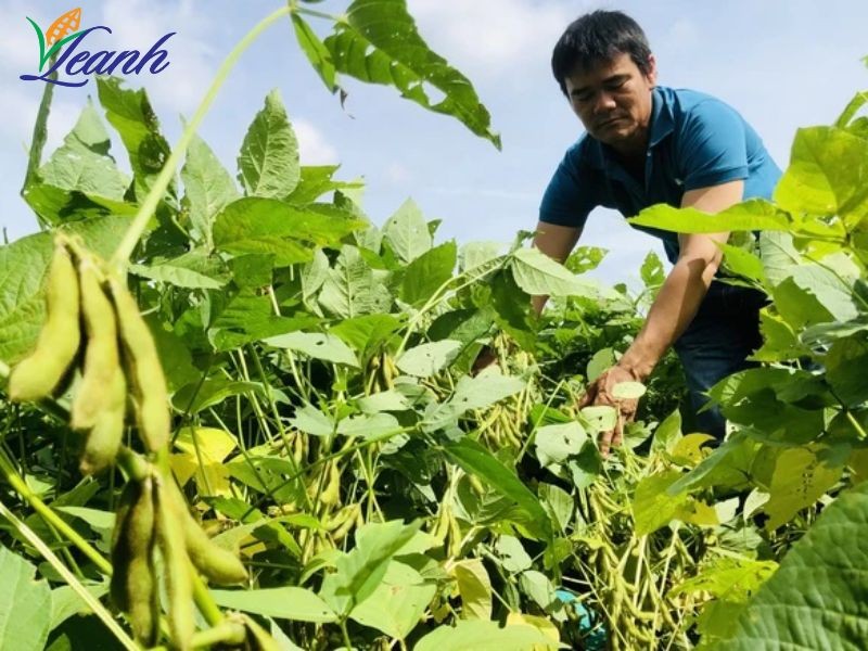 Lợi ích nhiều mặt của nông nghiệp hữu cơ