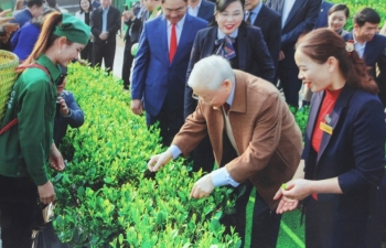Tình yêu với cây chè và khát vọng đổi mới - Bài 1:Tầm nhìn xa giữa vùng chè cổ