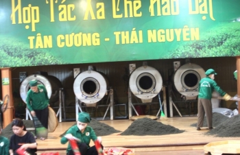 Tình yêu với cây chè và khát vọng đổi mới - Bài 2: Đỉnh cao chất lượng, đạt chuẩn OCOP 5 sao