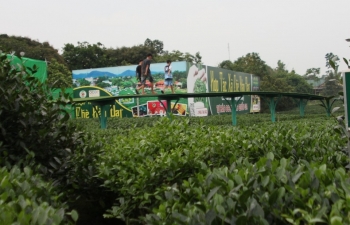 Tình yêu với cây chè và khát vọng đổi mới - Bài 3: Thách thức về duy trì và nâng cao chất lượng sản phẩm