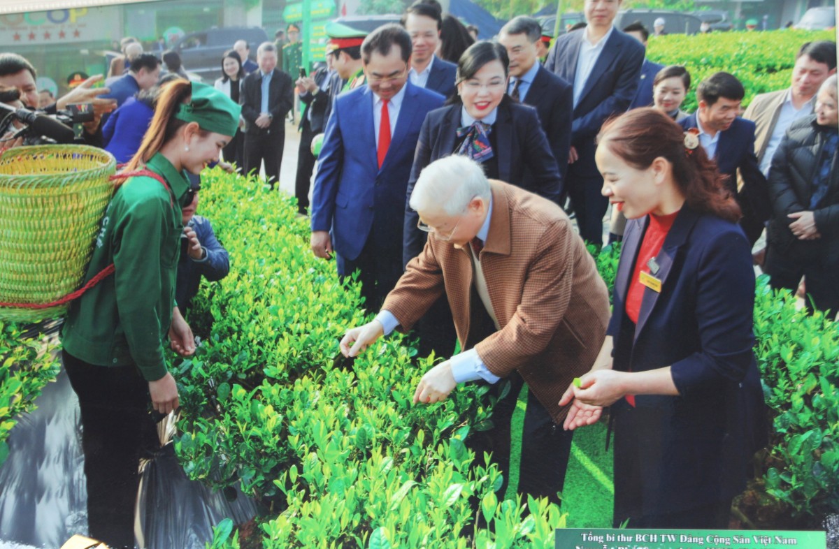 Tình yêu với cây chè và khát vọng đổi mới - Bài 1:Tầm nhìn xa giữa vùng chè cổ