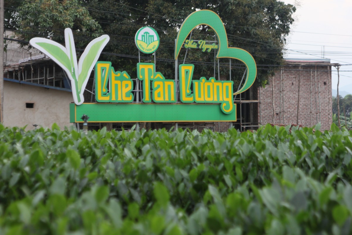 Tình yêu với cây chè và khát vọng đổi mới - Bài cuối: Người lái “con thuyền” Hảo Đạt