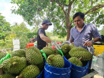 Cần Thơ: Cần sự đồng lòng của “4 nhà” trong phát triển sầu riêng xuất khẩu