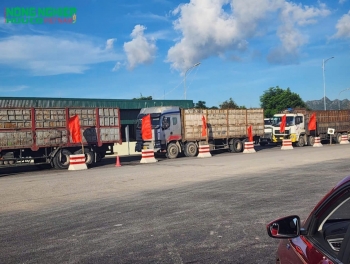 CSGT ngăn chặn kịp thời xe "siêu quá tải" bảo đảm an toàn phà Đồng Bài