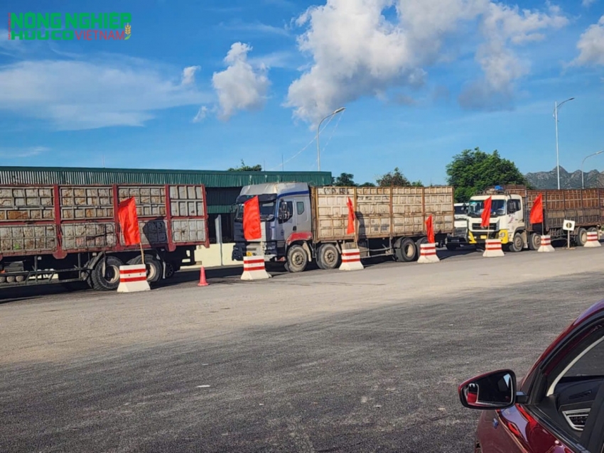 Xe chở phế thải xây dựng từ dự án nối đuôi nhau để xuống phà