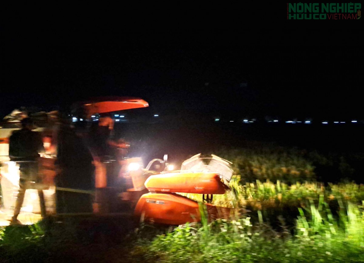 Nông dân Nghệ An tất bật thu hoạch lúa với phương châm “xanh nhà hơn già đồng”