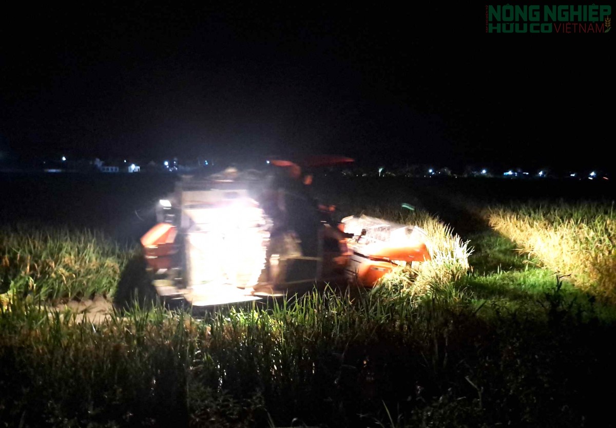 Nông dân Nghệ An tất bật thu hoạch lúa với phương châm “xanh nhà hơn già đồng”