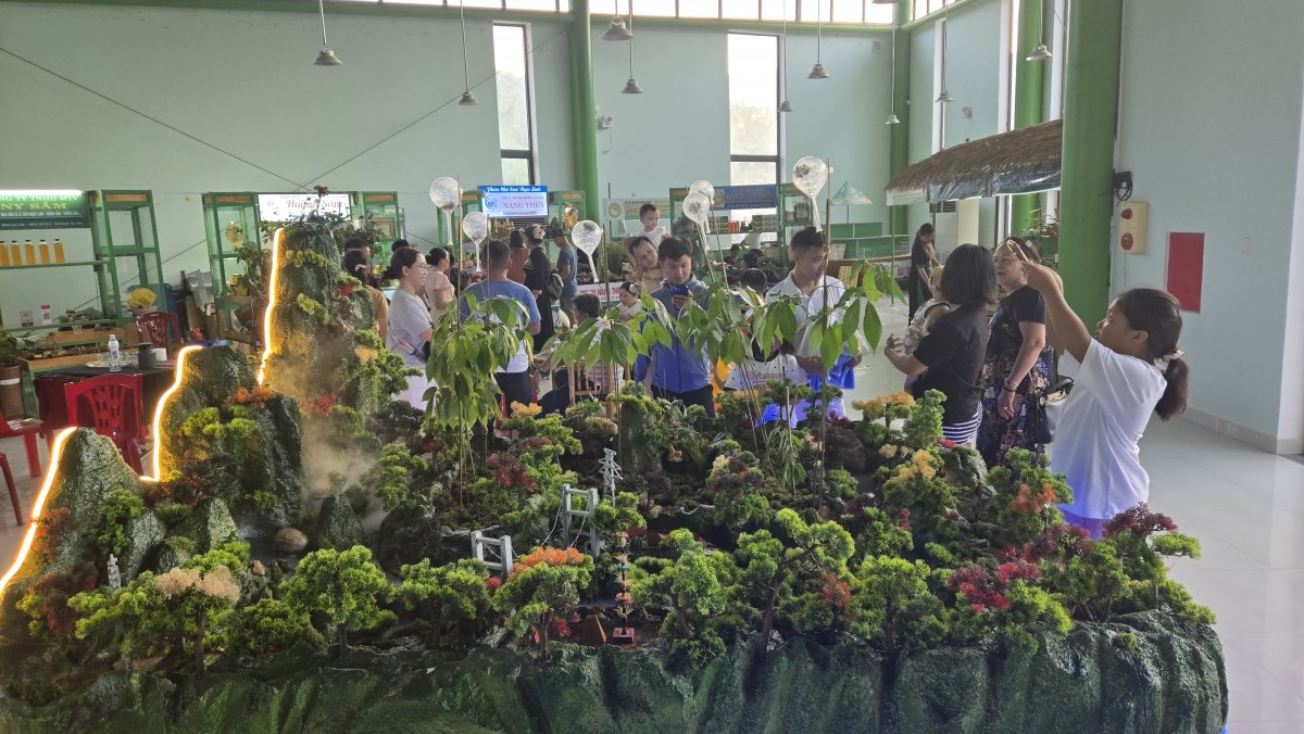 Khởi động “thời kỳ vàng son” sâm Ngọc Linh - Kỳ 1: Bảo tồn và nhân giống “vàng đỏ” hữu cơ chốn đại ngàn