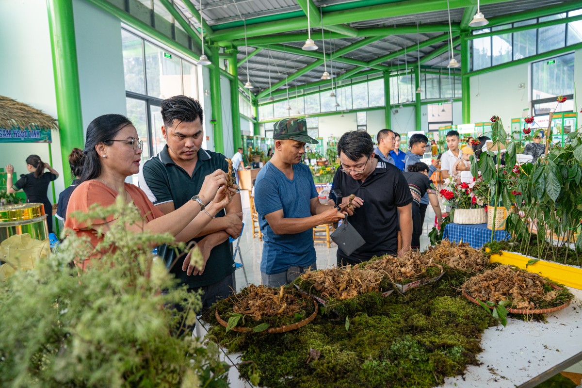 Khởi động “thời kỳ vàng son” sâm Ngọc Linh - Kỳ 1: Bảo tồn và nhân giống “vàng đỏ” hữu cơ chốn đại ngàn
